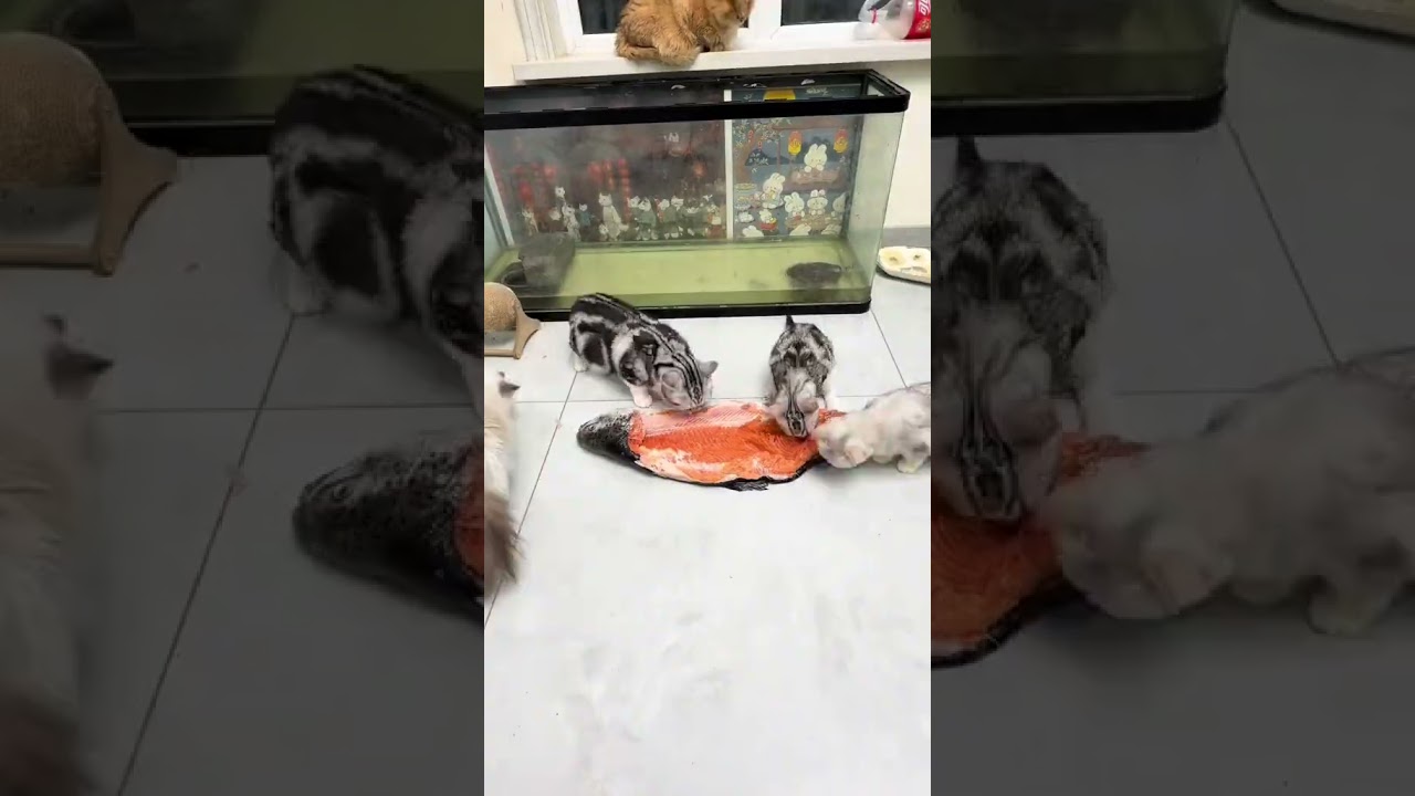 bể cá #automobile #machinary #animals #electrician #machine #construction #car #building