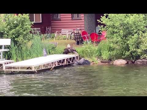 Eagle Takes Down Great Blue Heron