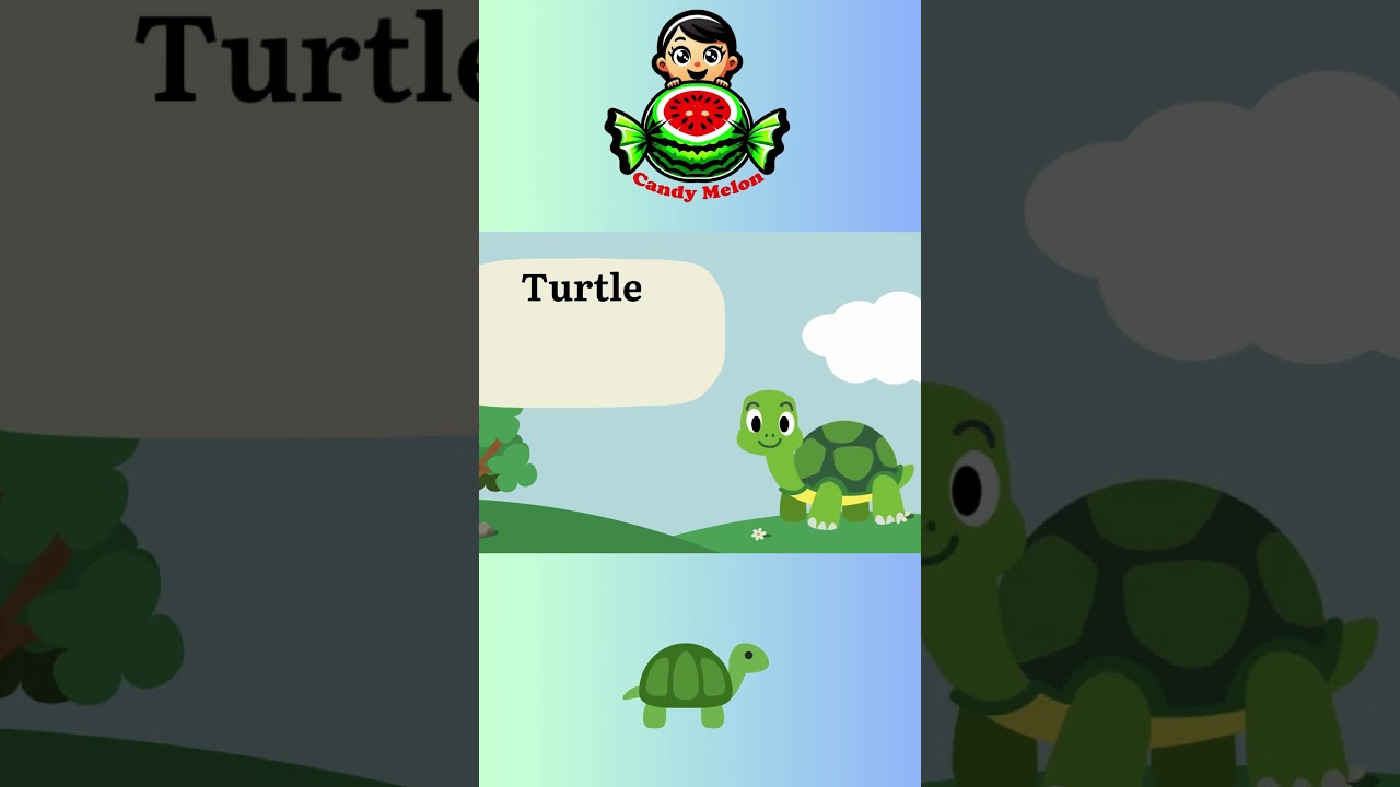 Turtle moving very slow! 