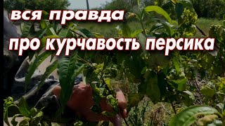 Вся правда о курчавости листьев на персике !!!