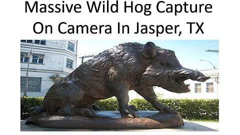 Massive Wild Hog or Razorback Caught On Camera In Jasper Texas; They Are Breeding Like Rabbits