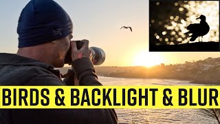 Going Berserk With Birds & Backlight & Beautiful Blur  A Bird Photography Vlog in La Jolla