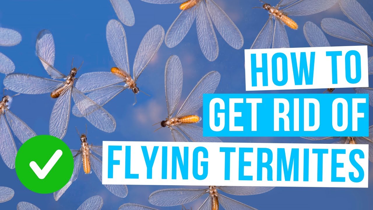 How to GET RID OF FLYING TERMITES in house