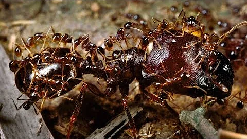 Army Ants Rampage Through The Forest | The Hunt | zozotelevision