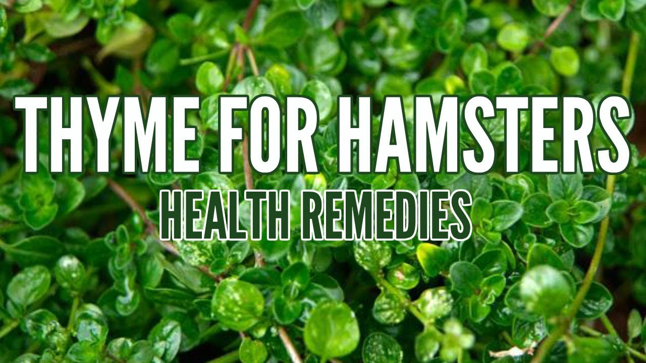 How To Make Thyme Tea For Hamsters