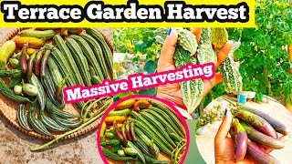 Terrace Garden Harvest | How to Grow Vegetables at Home for beginners
