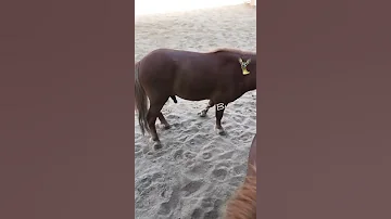 تزاوج البوني 