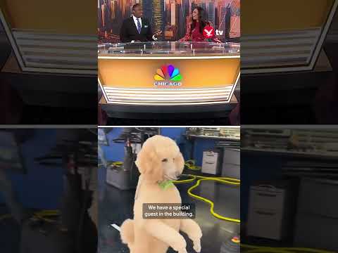 Viral poodle interrupts live news broadcast by walking across studio on two legs