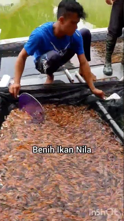 Benih Ikan Nila#shortsvideoviral