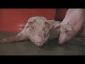 The Meat Industry - Animal Equality