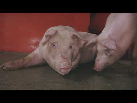The Meat Industry - Animal Equality