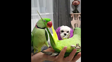 Александрийские попугаи