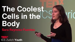 The Coolest Cells in the Body | Sara Reynoso Fuentes | TEDxICS Zurich Youth