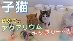 さぼりｃｈ Youtube