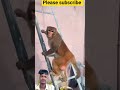 #shorts #funny #monkey #comedy #cute #cat #youtubeshorts #video