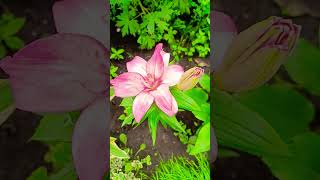 A beautiful pink double-flowered lily is blooming in the garden. #flowers #nature #beautiful #garden