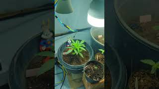 #Mais uma Atualização Das Mudas 🌱#Skunk+Pren #reggae