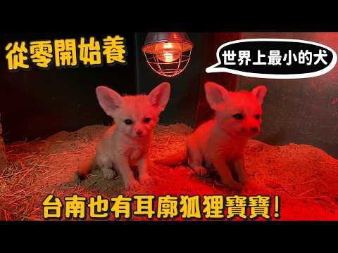 ✨【會員搶先】【從零開始養】耳廓狐狸?台南也有耳廓狐狸寶寶!世界上最小的狗狗!【許伯簡芝】