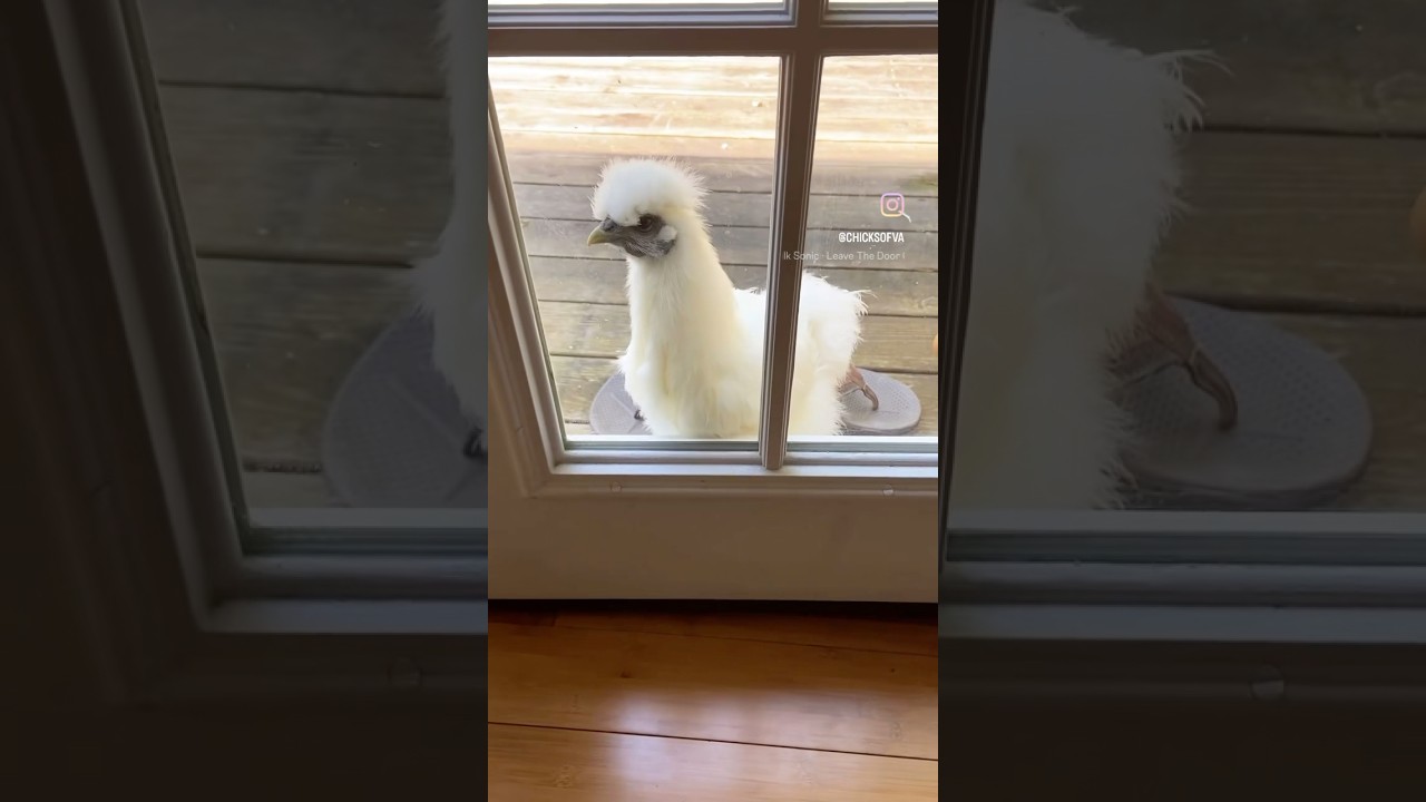 Pet Chickens Be Like 