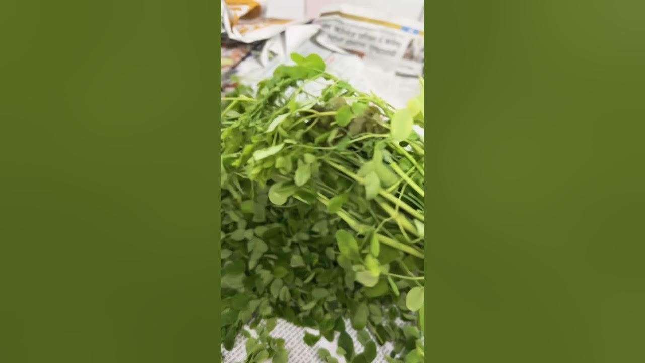 How to remove drumstick leaves easily 🤔shorts moringa drumstick