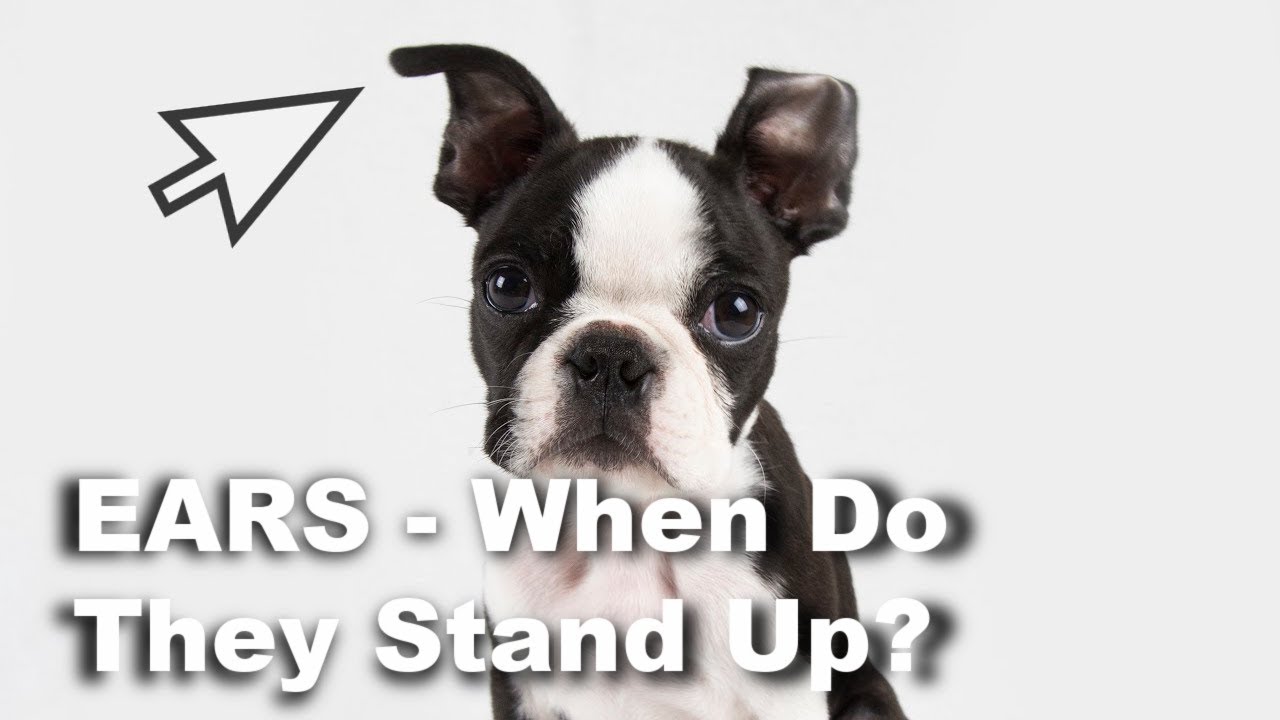 when does a boston terrier ears stand up