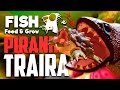 PIRANHA TRAÍRA ! - Feed and Grow