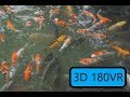 3D 180VR Monster Carp 360vr psvr ps4 3dvr