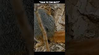 "what you lookin at?" #squirrel #cuteanimals #animals #shortsvideo #shortsfeed #youtubeshorts