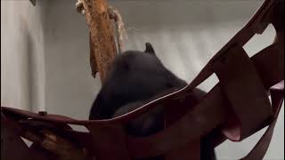 Play, Learn & Grow Together 🐻🧡 | Rescued Sun Bear Cubs Manja & Sandokan