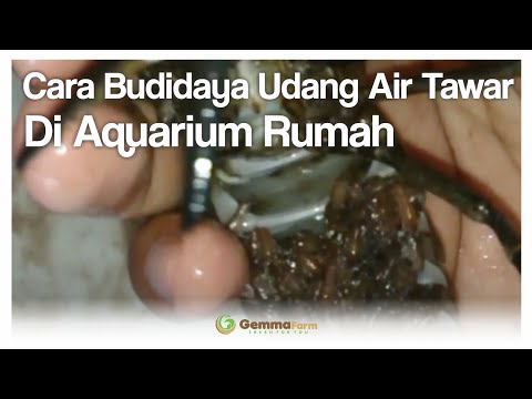 cara-budidaya-udang-air-tawar-di-aquarium-rumah
