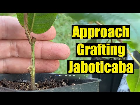 Video: Jaboticaba - En Plante Med Frugt På Stammen