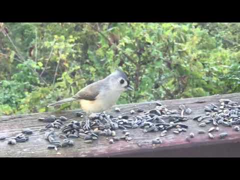 Video: Radermacher (33 Mga Larawan): Pangangalaga Sa Bahay. Bakit Nahuhulog Ng Dahon Ang Halaman? Paglalarawan Ng Uri Ng Chinese Radermacher O Titmouse, Pamumulaklak At Pagpaparami