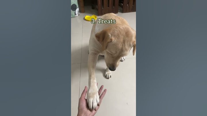 Things to buy before getting a dog | Essentials for Puppy | What to buy for Dog