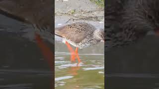Tureluur langs de waterlijn – Maasvlakte 🐦🌊 | Foerageren aan de kust #birds #nature #wildlife