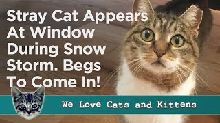 Crying Stray Cat Appears At Window During Snow Storm, Demanding To Be Let In