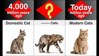 Cat Evolution Timeline