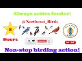 8 Hour Non-Stop Bird Feeder for Cats &amp; People! No ads! No interruptions!