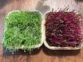 Broccoli Microgreens & Beet Microgreens From GreenThumbSprouts