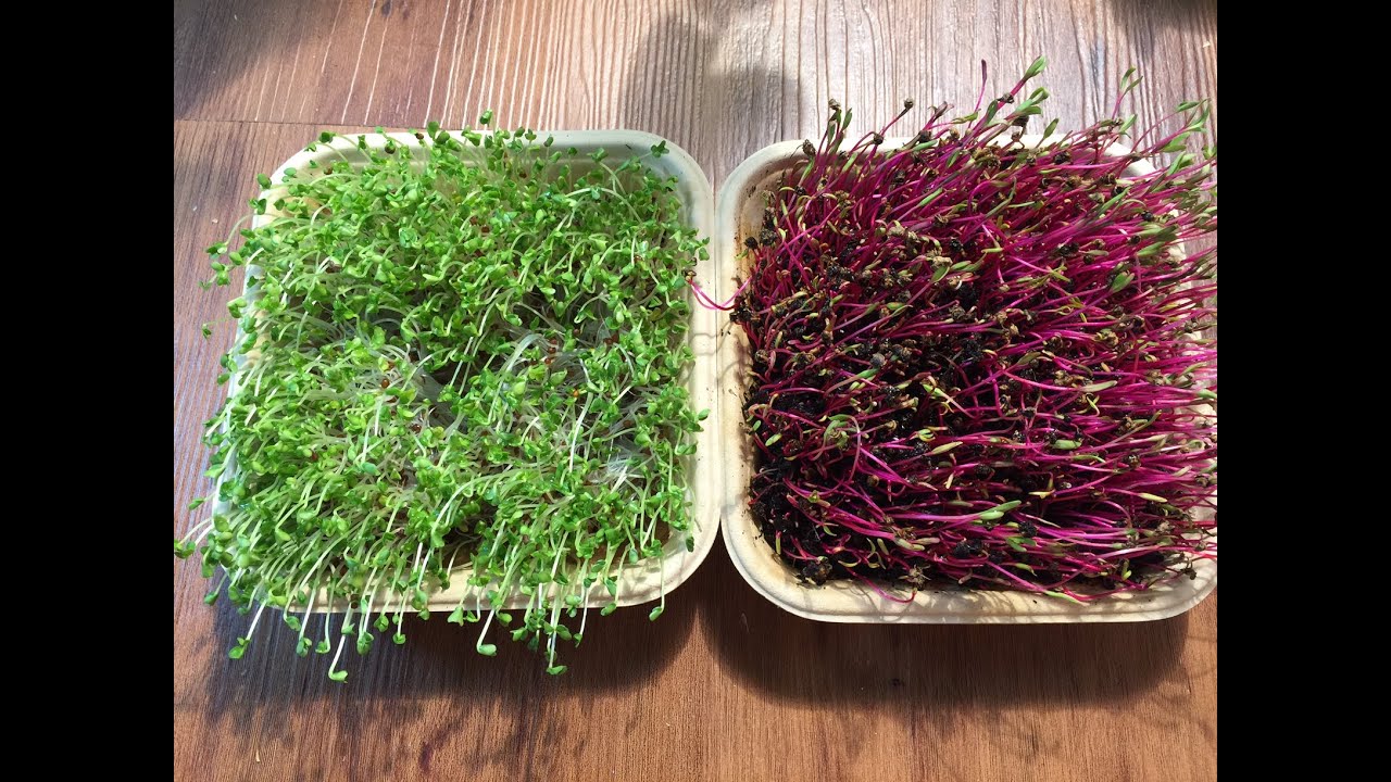 Broccoli Microgreens Beet Microgreens From Greenthumbsprouts Youtube