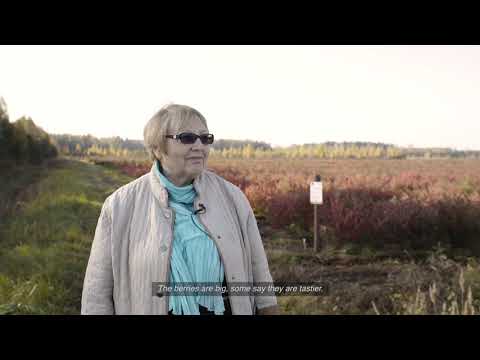Video: Mūžzaļo Un Ziemzaļo Augu Audzēšana