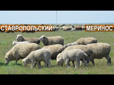 Video: Меринос жүнүнүн пайдасы