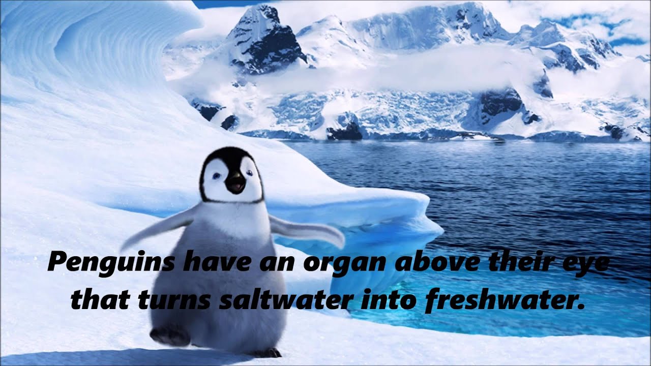 Interesting Facts About Penguins YouTube Interesting Facts About Penguins YouTube