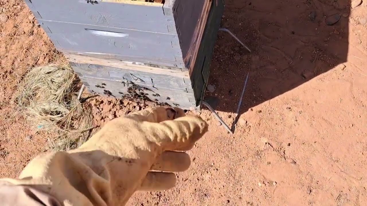 تطور الخلية  إلى طابق أول شهر فيفري