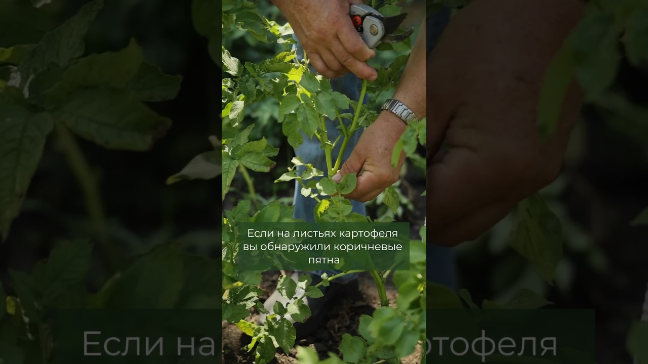 Пятна на листьях картофеля? Срочно примите меры!