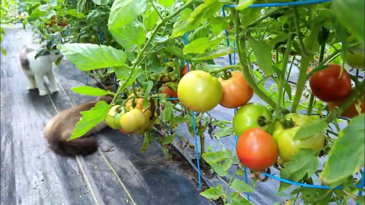 ElectroCulture Gardening RESULTS - YouTube