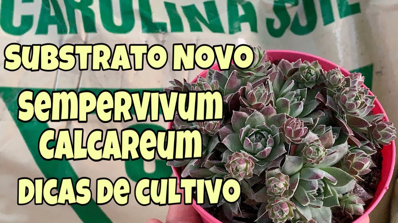 Suculenta Sempervivum Calcareum - Dicas de Cultivo - Substrato Carolina Soil