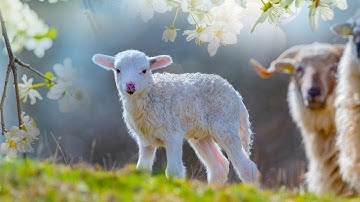 Peaceful Relaxing Traditional Hymns, Peaceful Instrumental Music, "Flowers of Spring" by Tim Janis