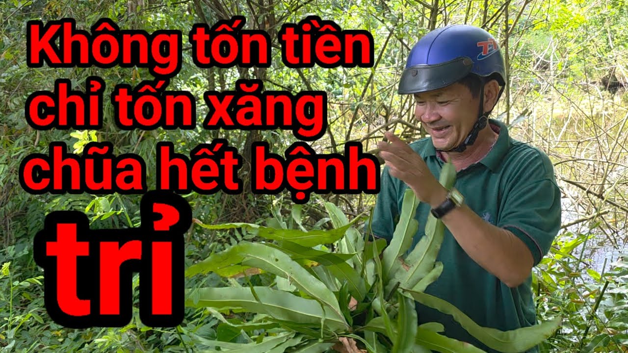 Chia xẽ cây thuốc mình vừa khỏi bệnh 