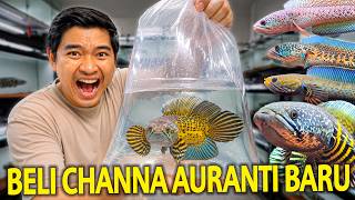 BELI IKAN CHANNA AURANTI BARU! CHANNA FAVORIT AKU LONCAT! INI DIA PENGGANTINYA! MANGAP-MANGAP!