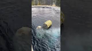 Polar Bear Siku with Rain Barrel
